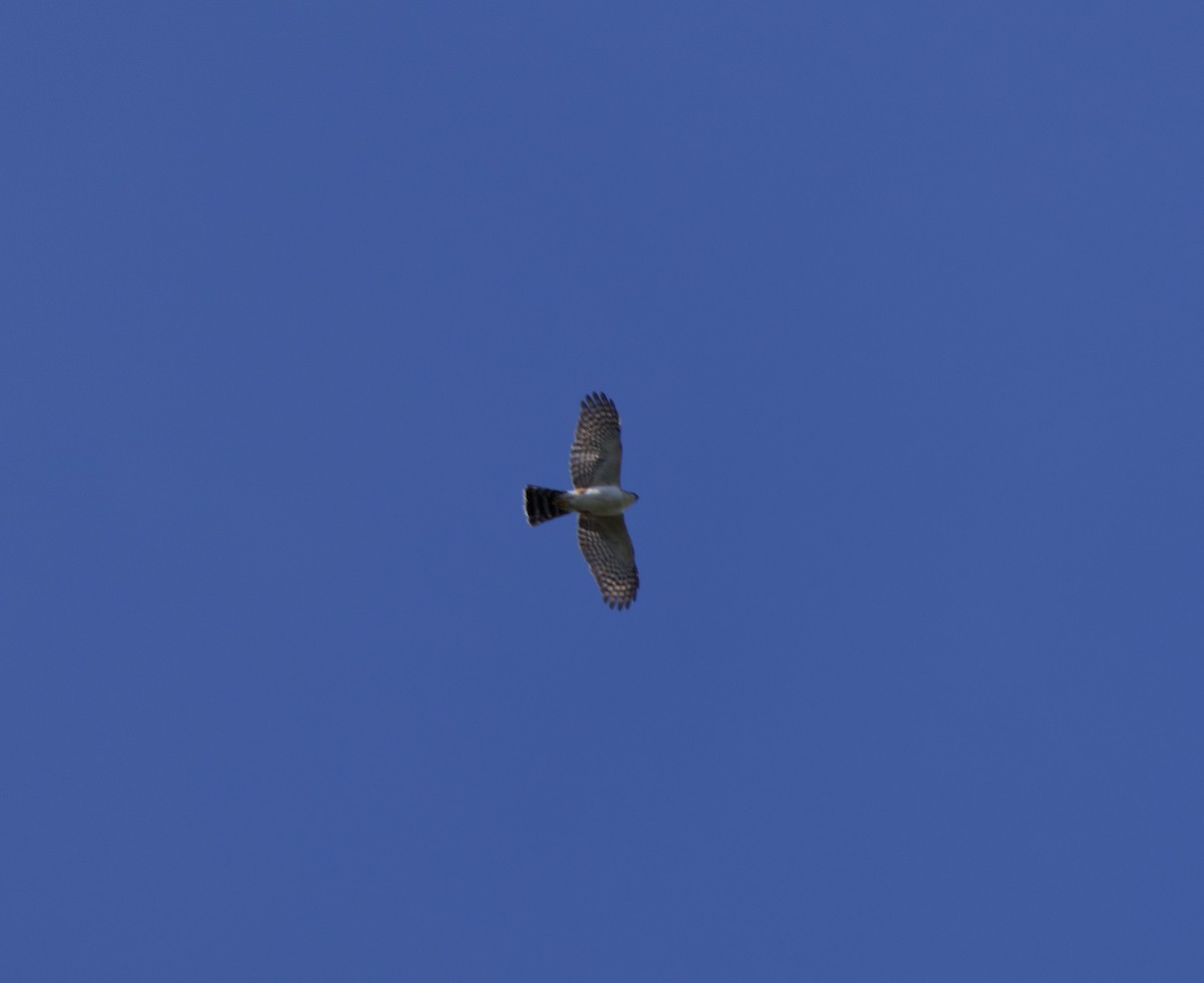 Sharp-shinned Hawk - ML646191851