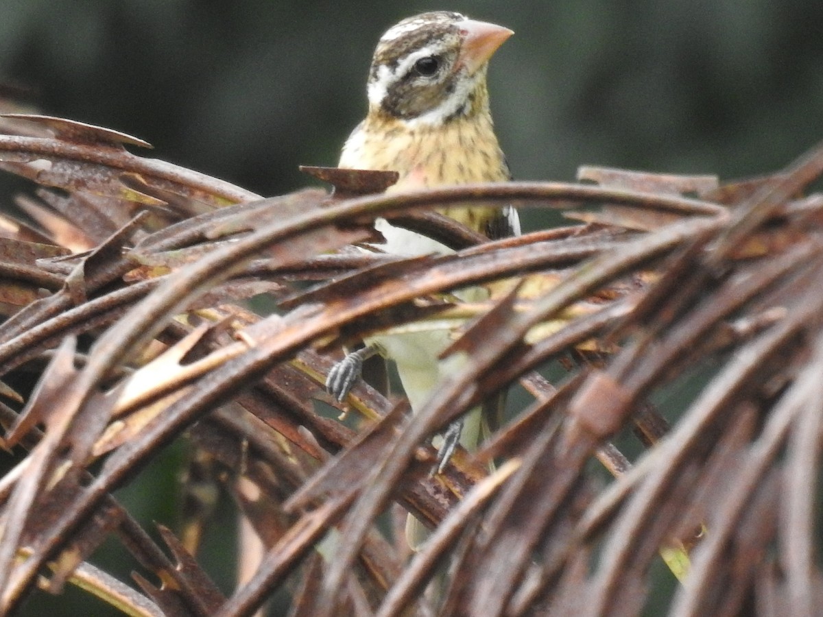Rose-breasted Grosbeak - ML646191852