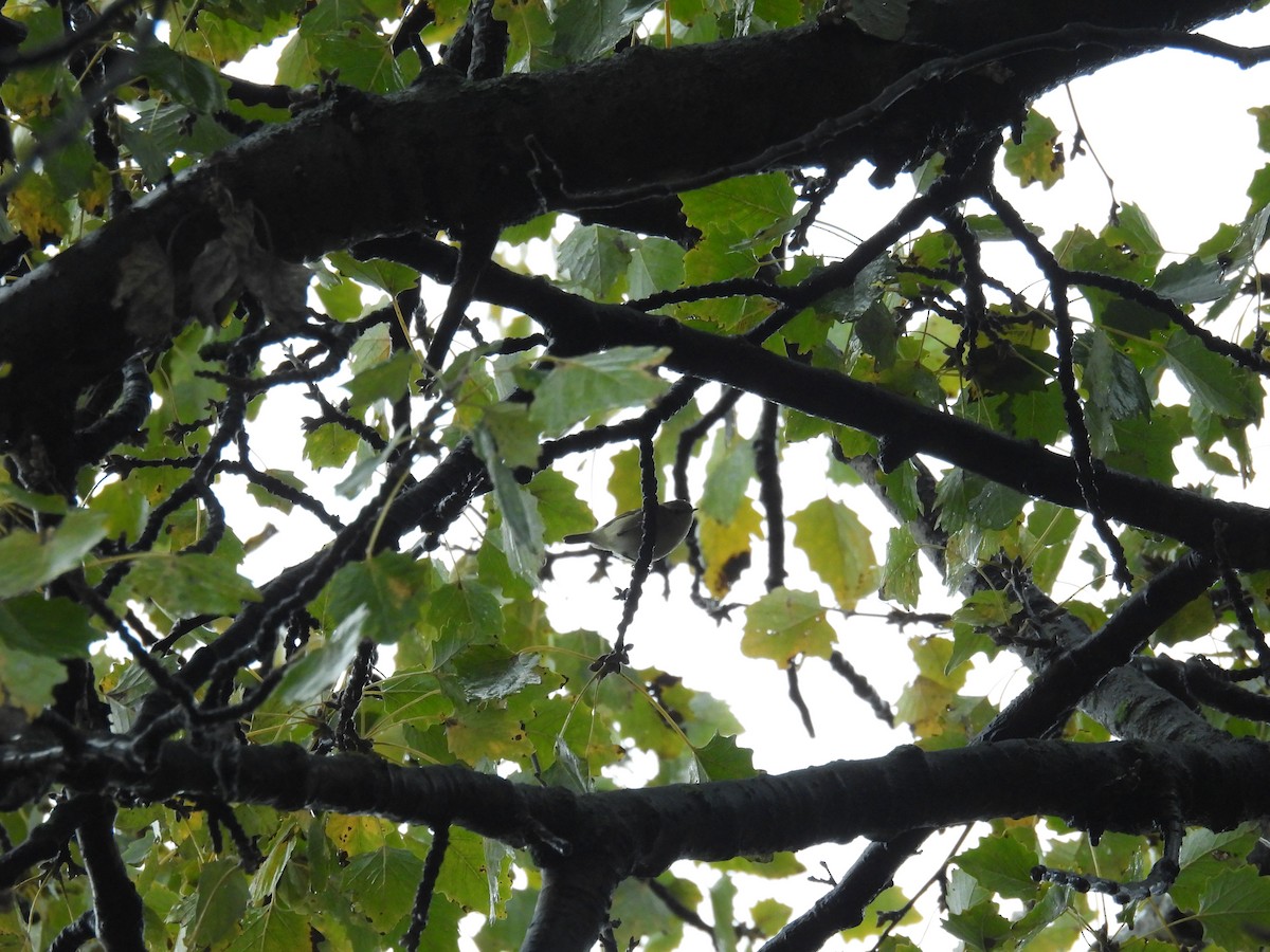 Hume's Warbler - ML646191854