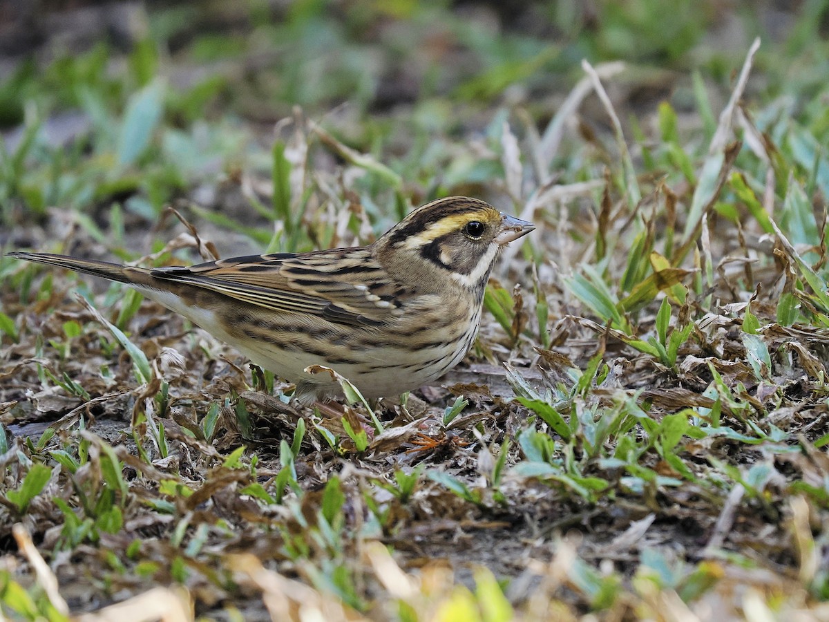 Yellow-browed Bunting - ML646191855