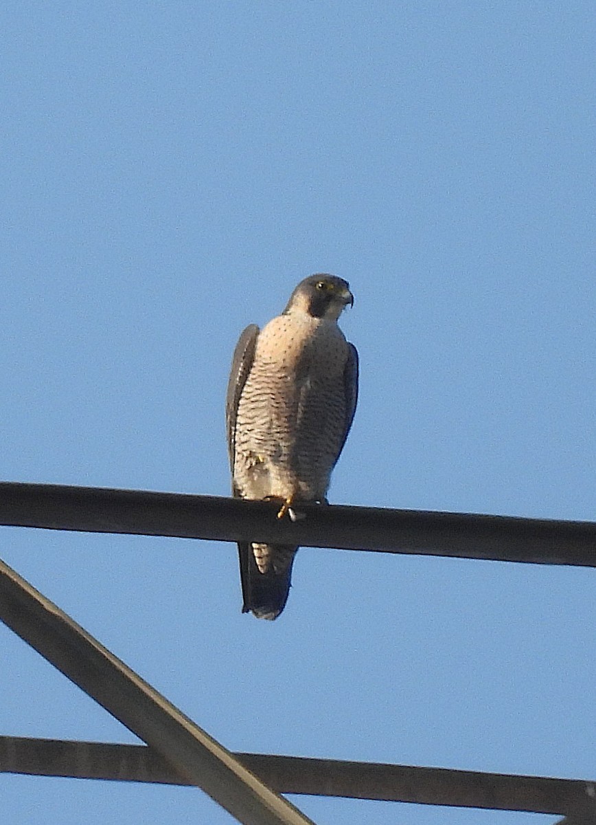 Peregrine Falcon - ML646191857