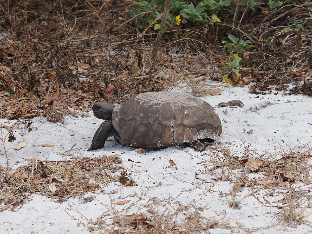 Gopher Tortoise - ML646191861
