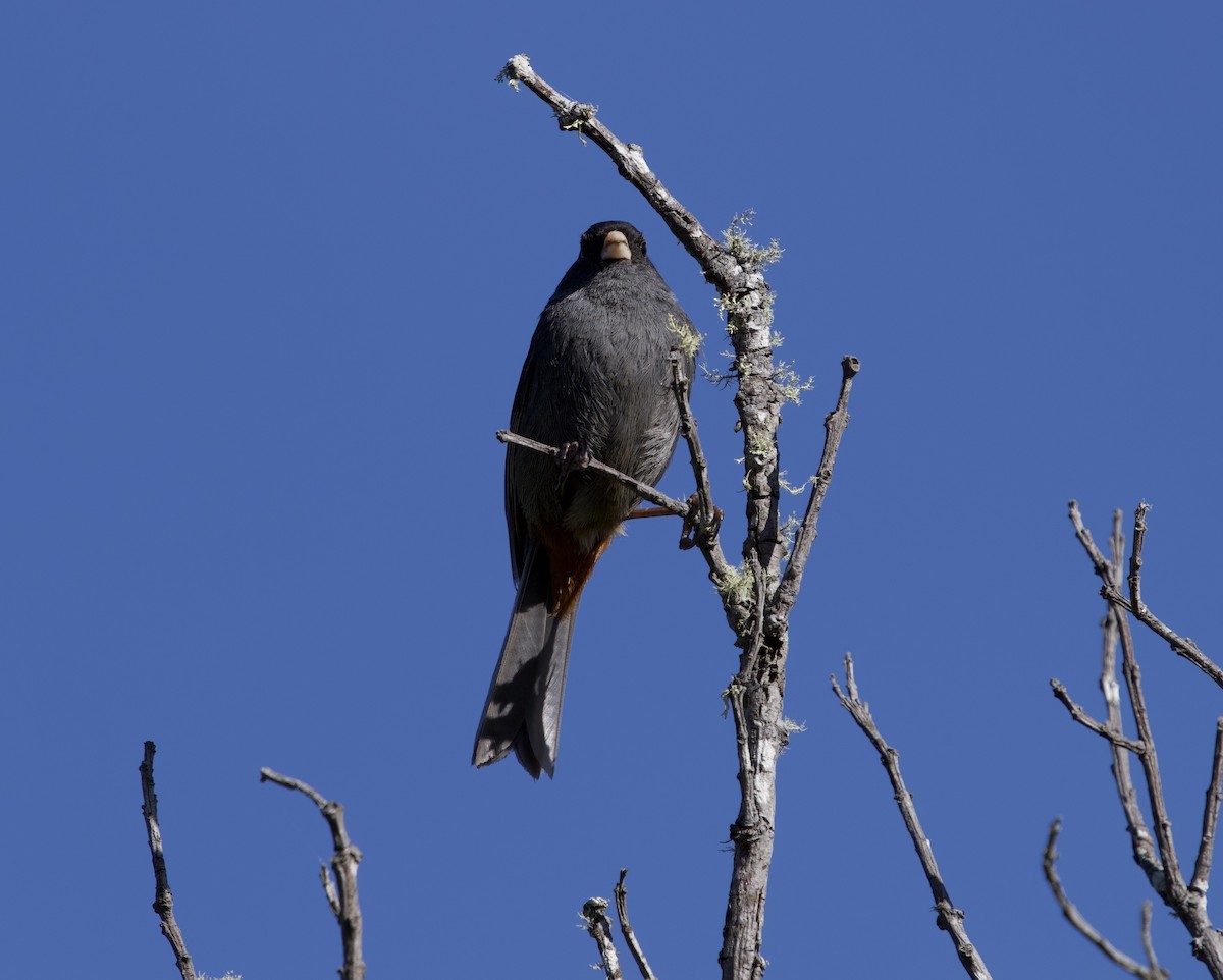 Paramo Seedeater - ML646191869