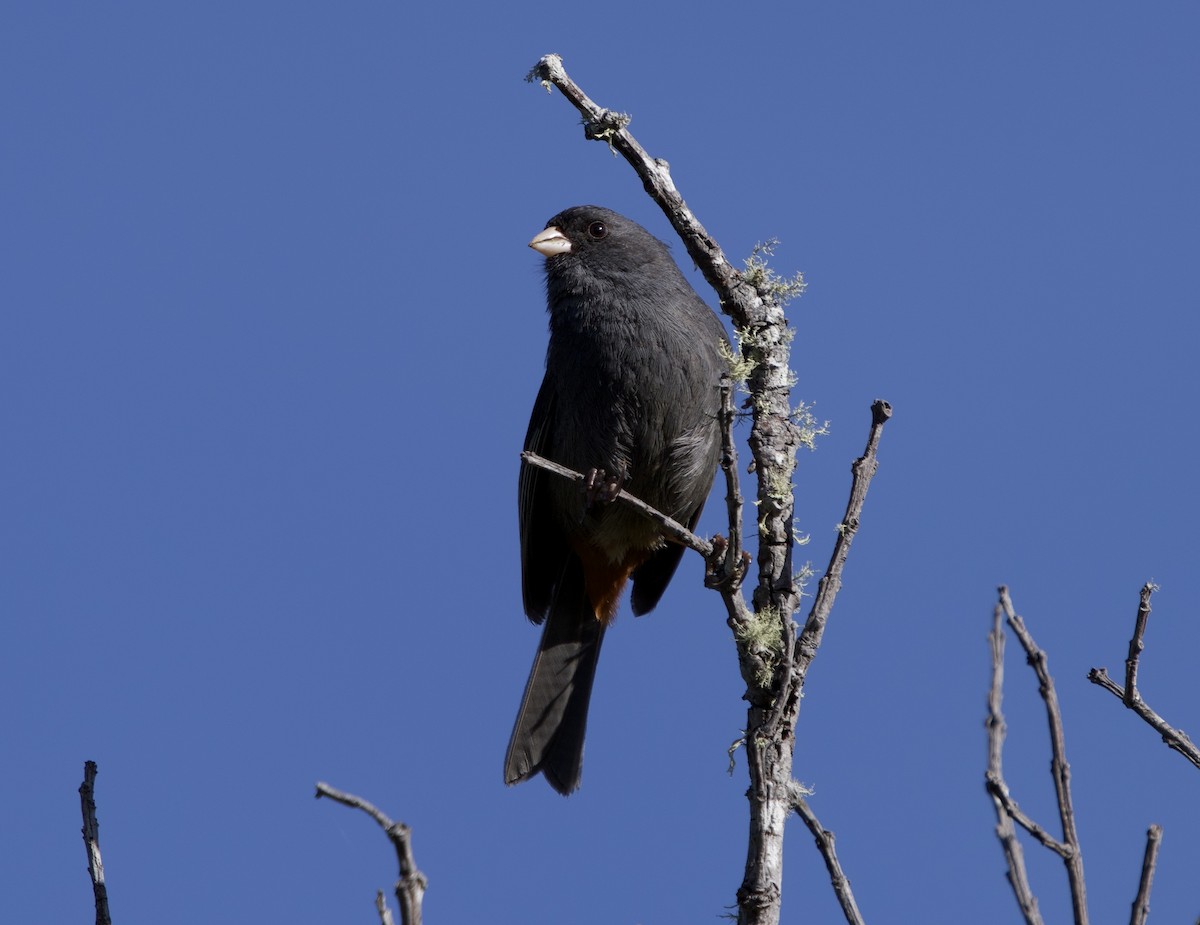 Paramo Seedeater - ML646191872