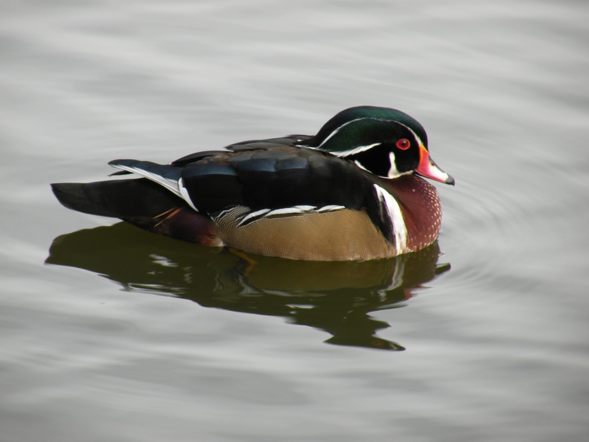 Wood Duck - ML646191873