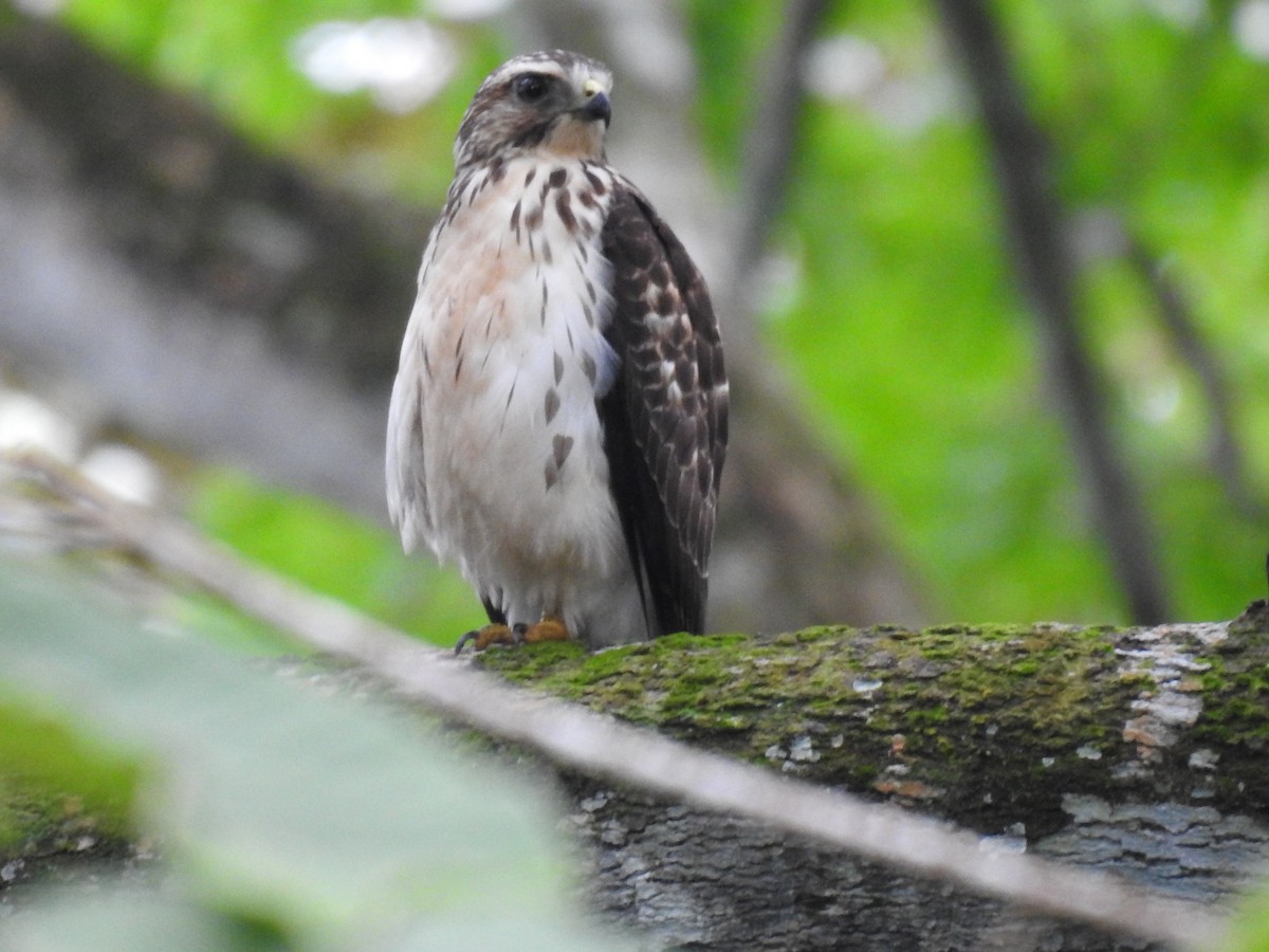 Swainson's Hawk - ML646191876