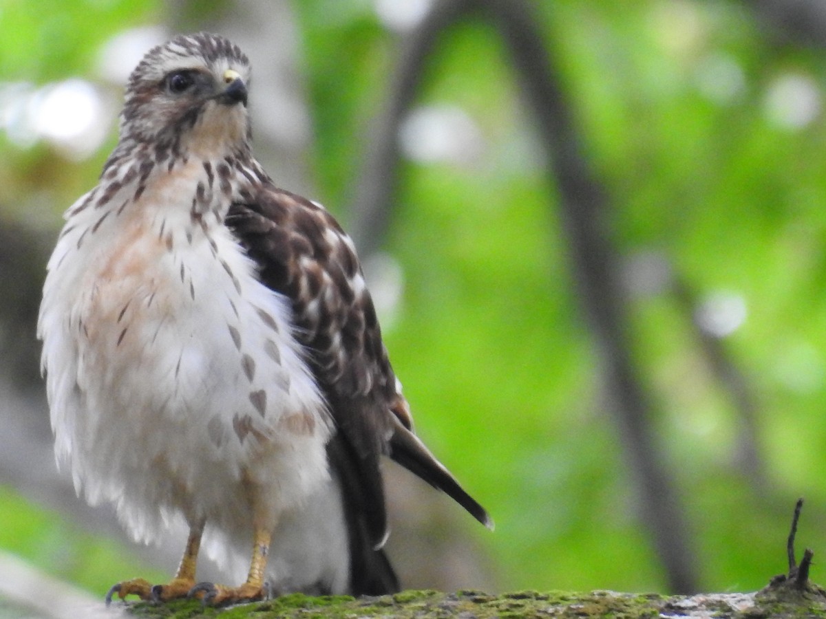 Канюк ширококрилий - ML646191877