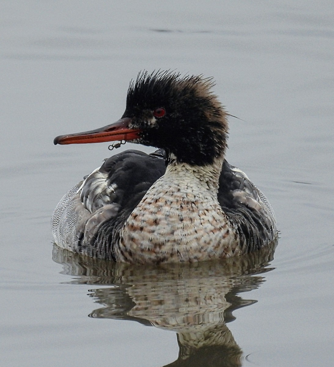 Red-breasted Merganser - ML646191884