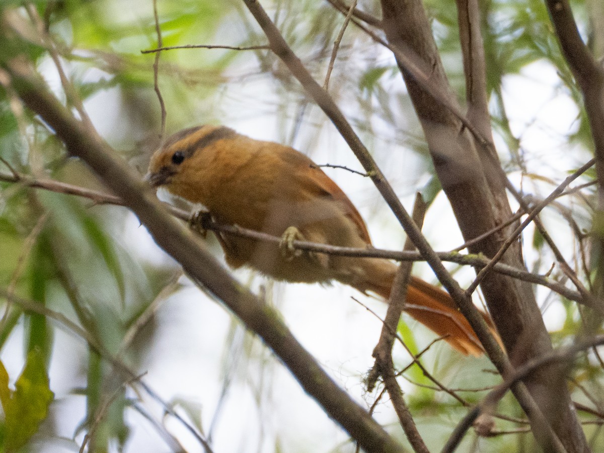 Buff-fronted Foliage-gleaner - ML646191885
