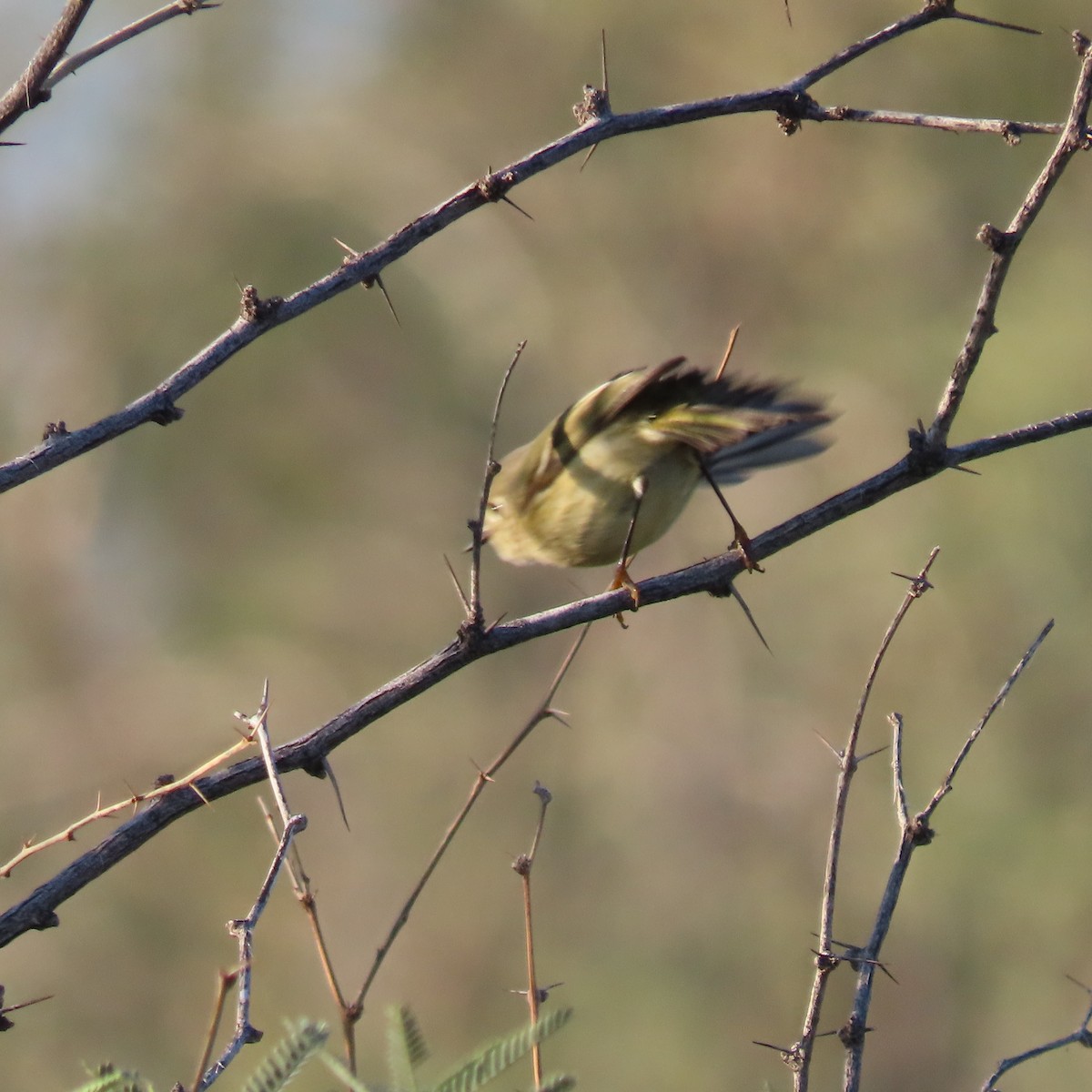 Ruby-crowned Kinglet - ML646191886