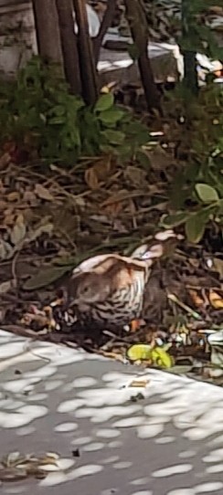 Brown Thrasher - ML646191887