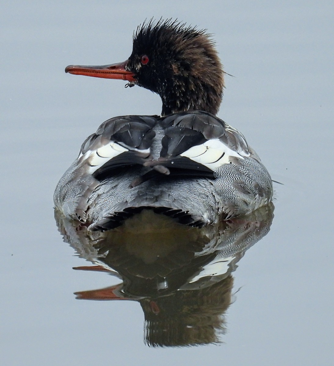 Red-breasted Merganser - ML646191888