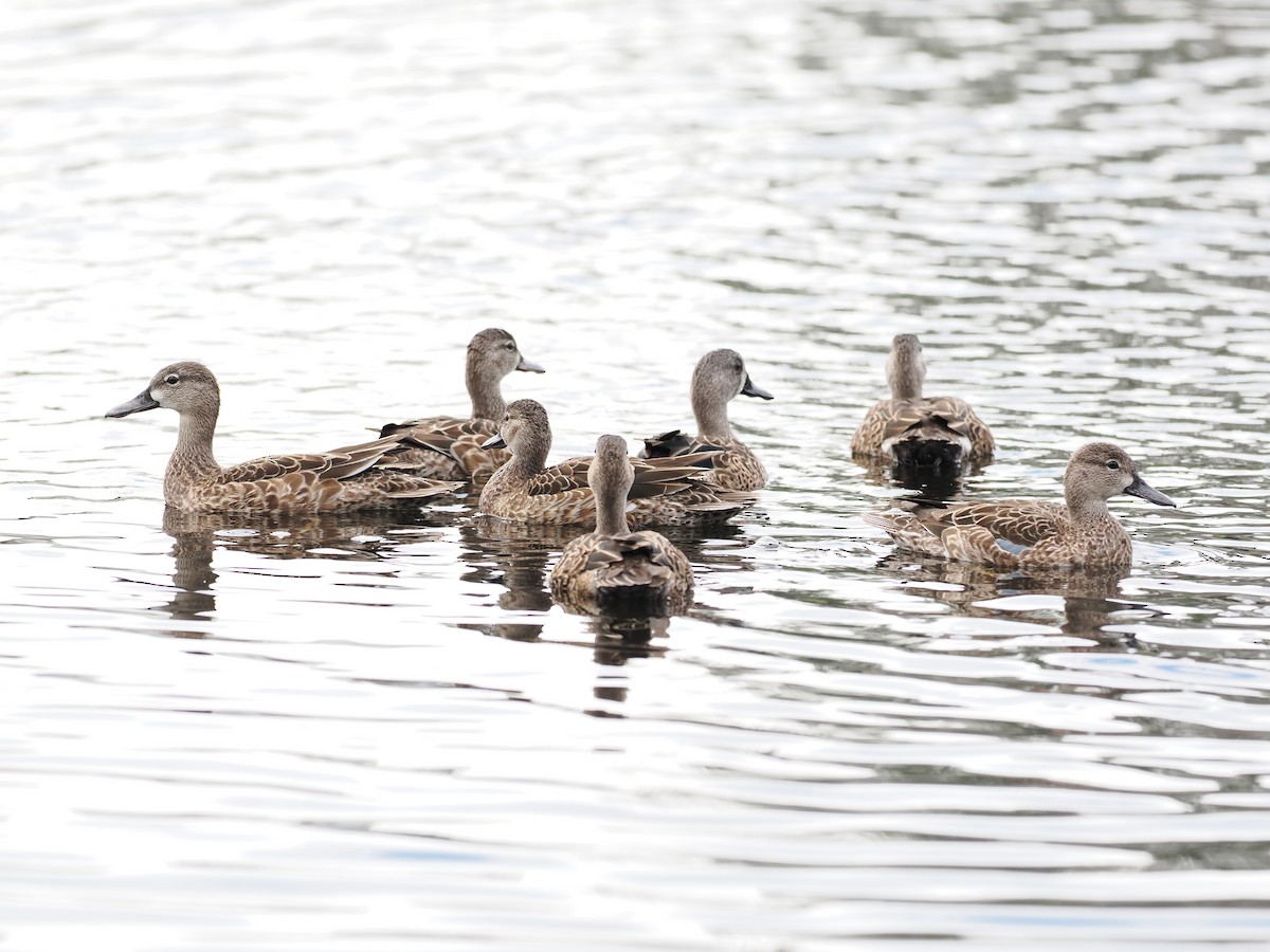 Blue-winged Teal - ML646191890