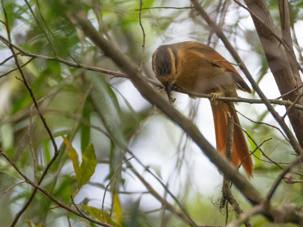 Buff-fronted Foliage-gleaner - ML646191891