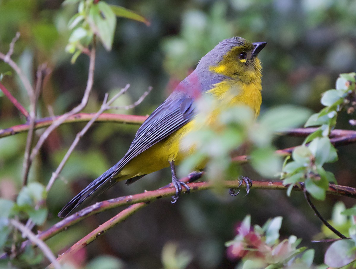 Lacrimose Mountain Tanager (Perija) - ML646191892