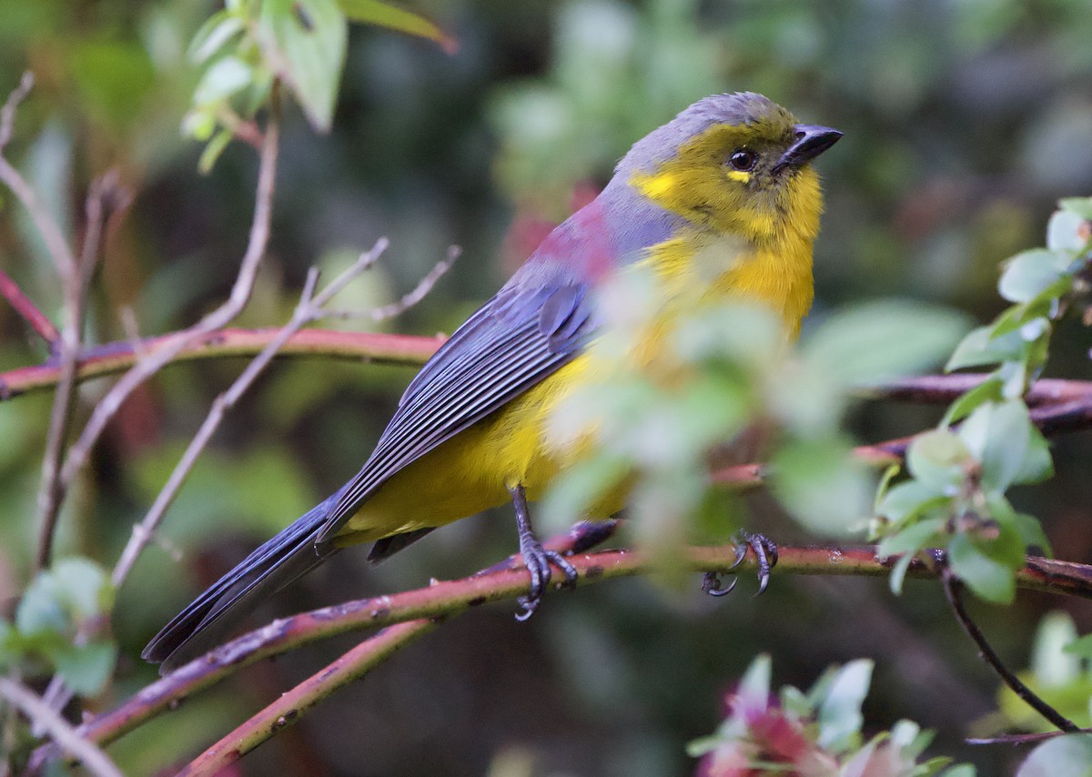 Lacrimose Mountain Tanager (Perija) - ML646191893