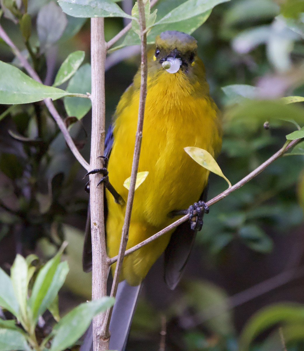 Lacrimose Mountain Tanager (Perija) - ML646191895
