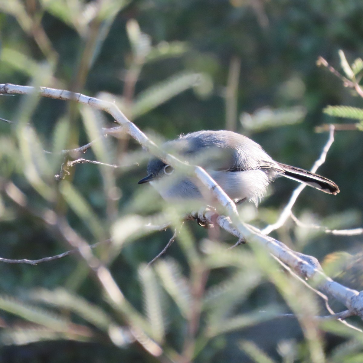 Black-tailed Gnatcatcher - ML646191896