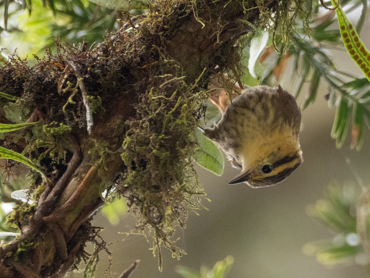 Buff-fronted Foliage-gleaner - ML646191898