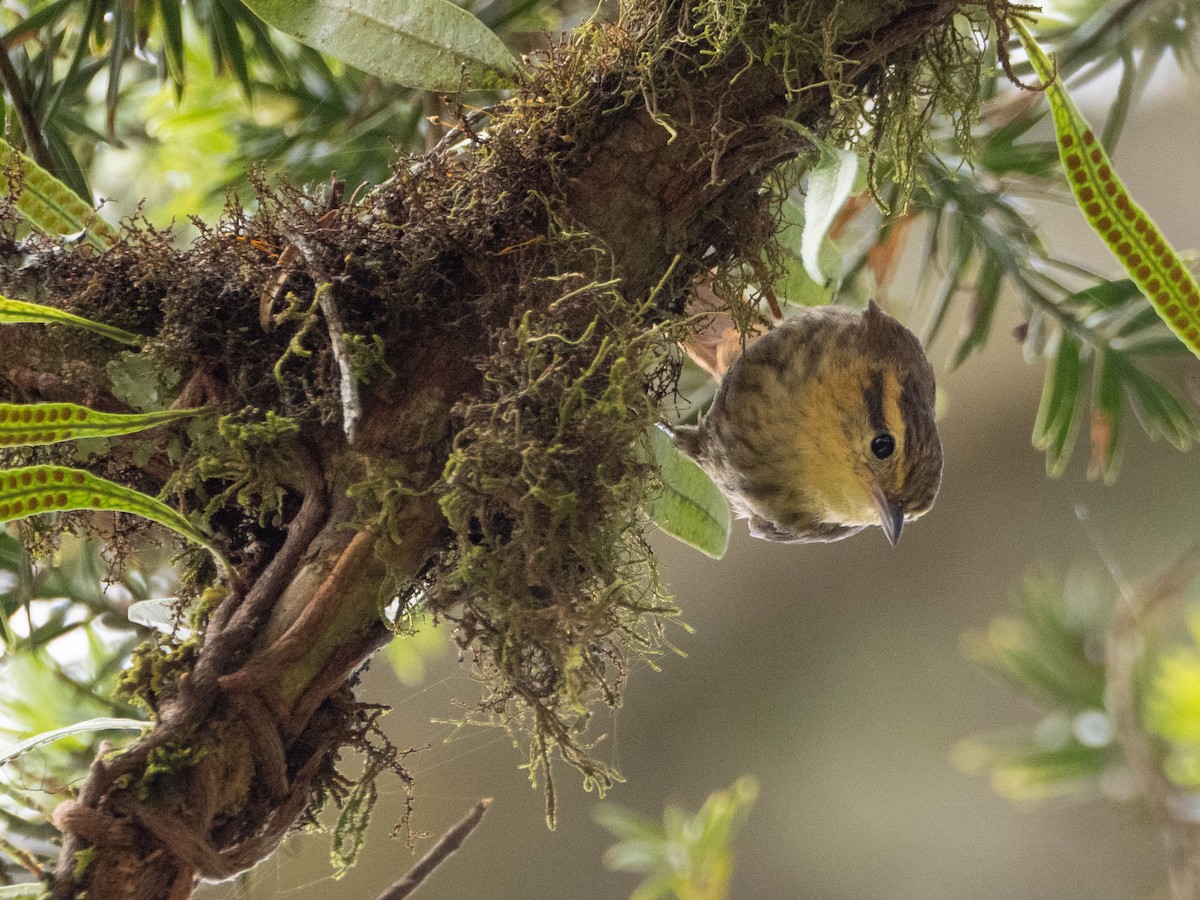 Buff-fronted Foliage-gleaner - ML646191899