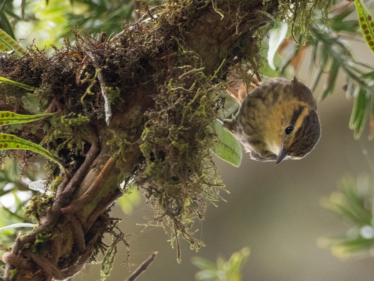 Buff-fronted Foliage-gleaner - ML646191900