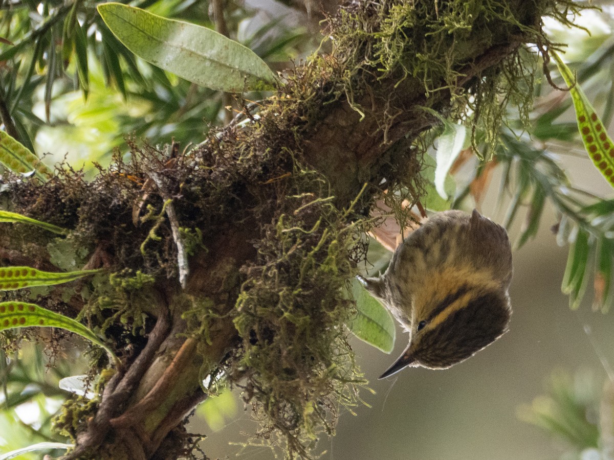 Buff-fronted Foliage-gleaner - ML646191901