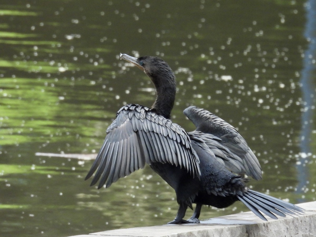 Neotropic Cormorant - ML646191902