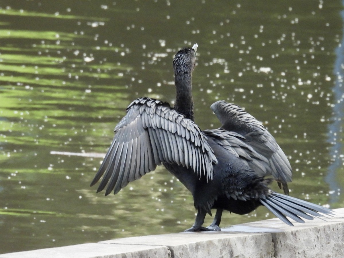 Neotropic Cormorant - ML646191903