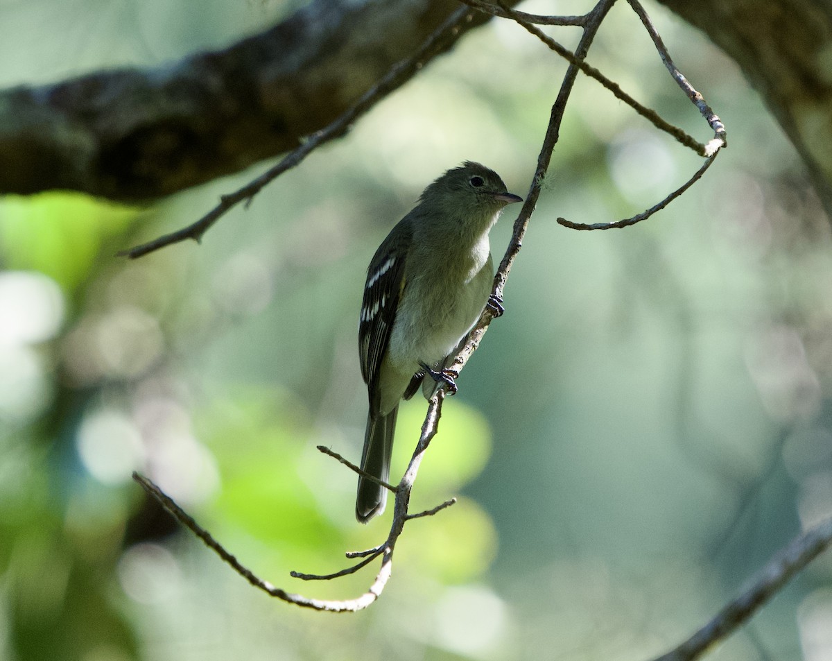 Mountain Elaenia - ML646191905