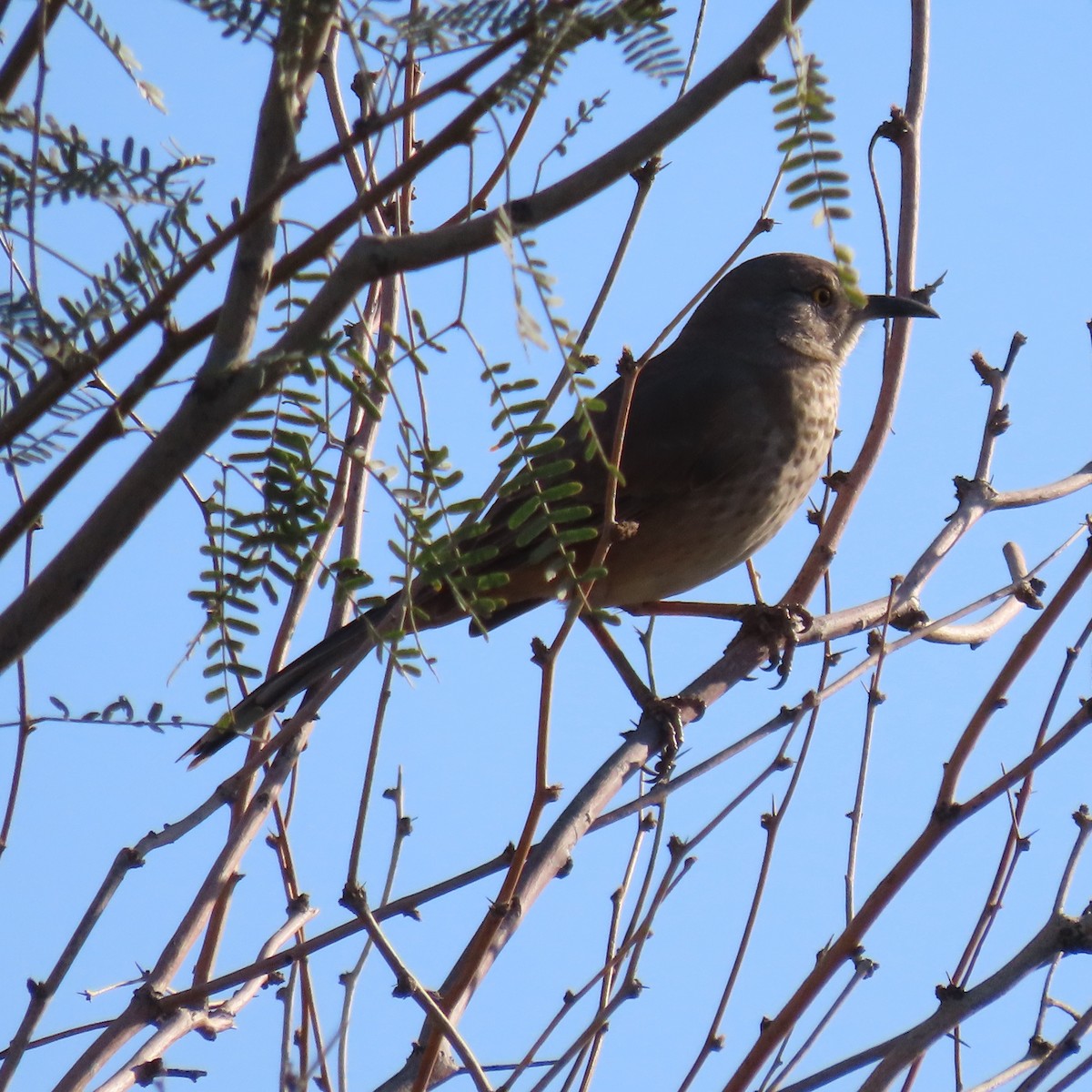 Bendire's Thrasher - ML646191906