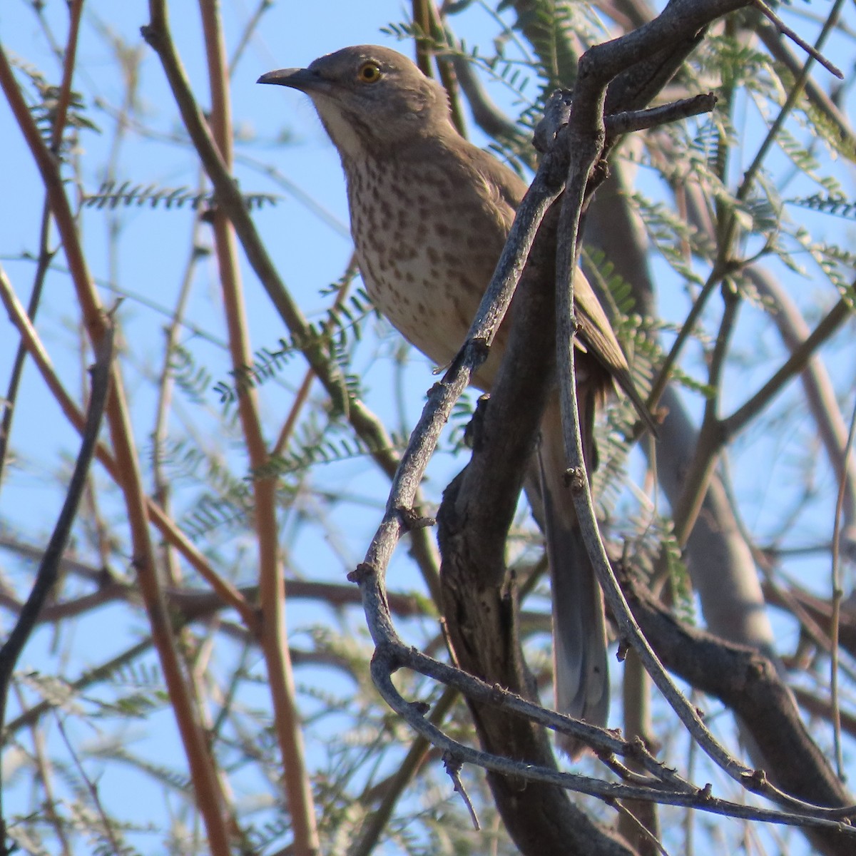 Bendire's Thrasher - ML646191907