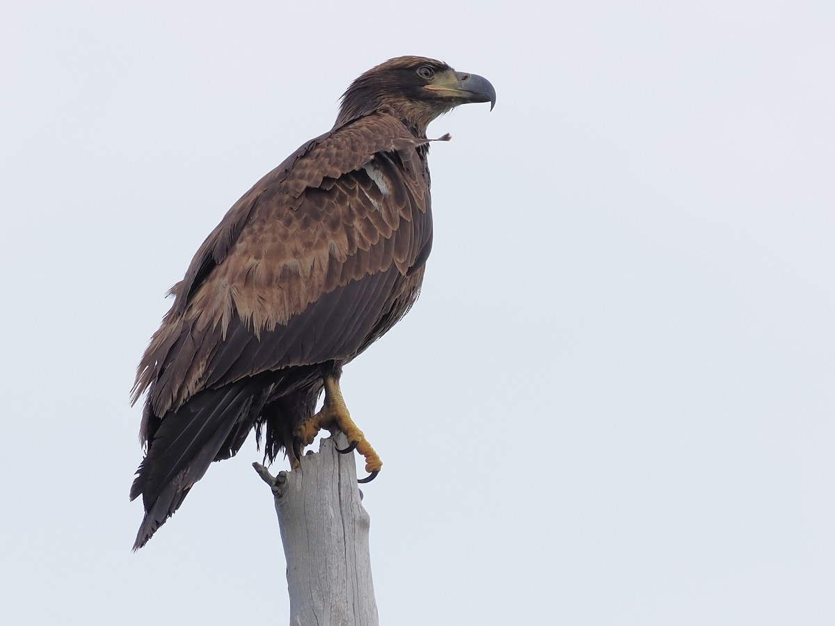 Bald Eagle - ML646191908