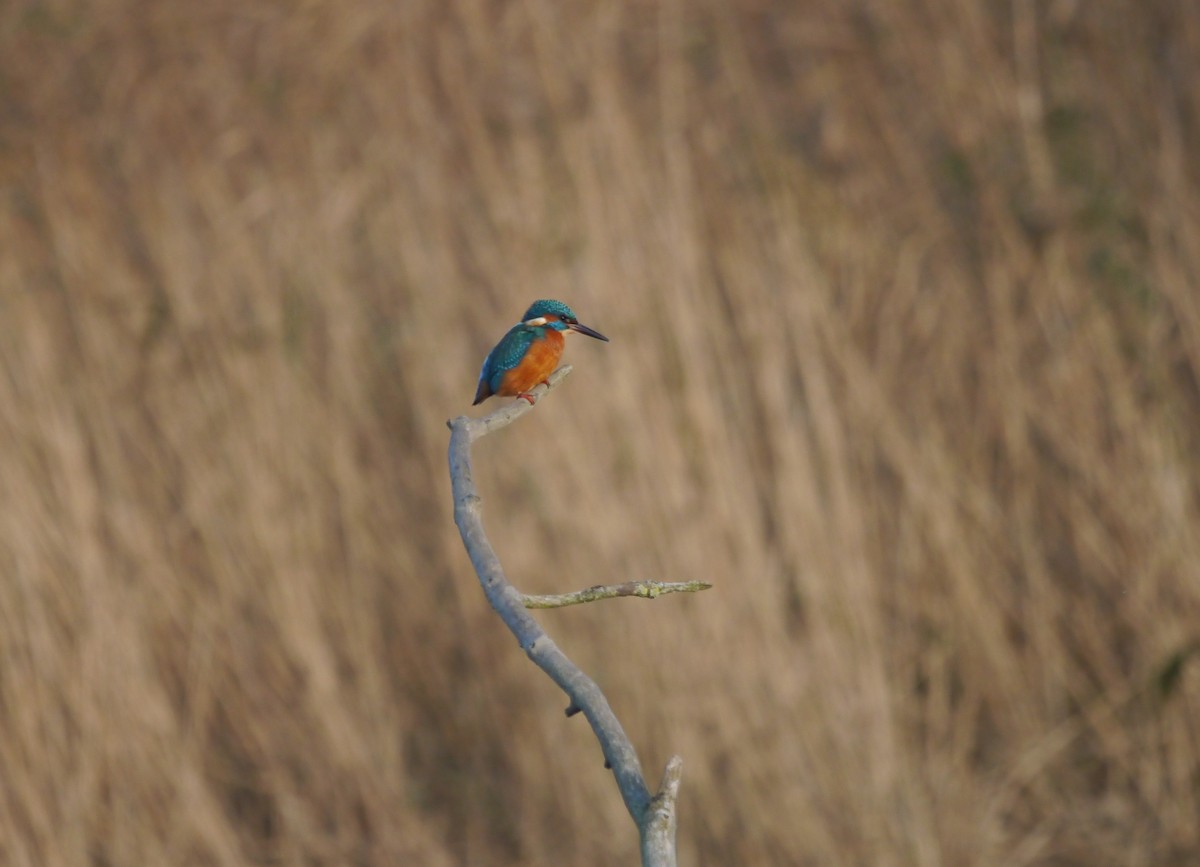 Common Kingfisher - ML646191909