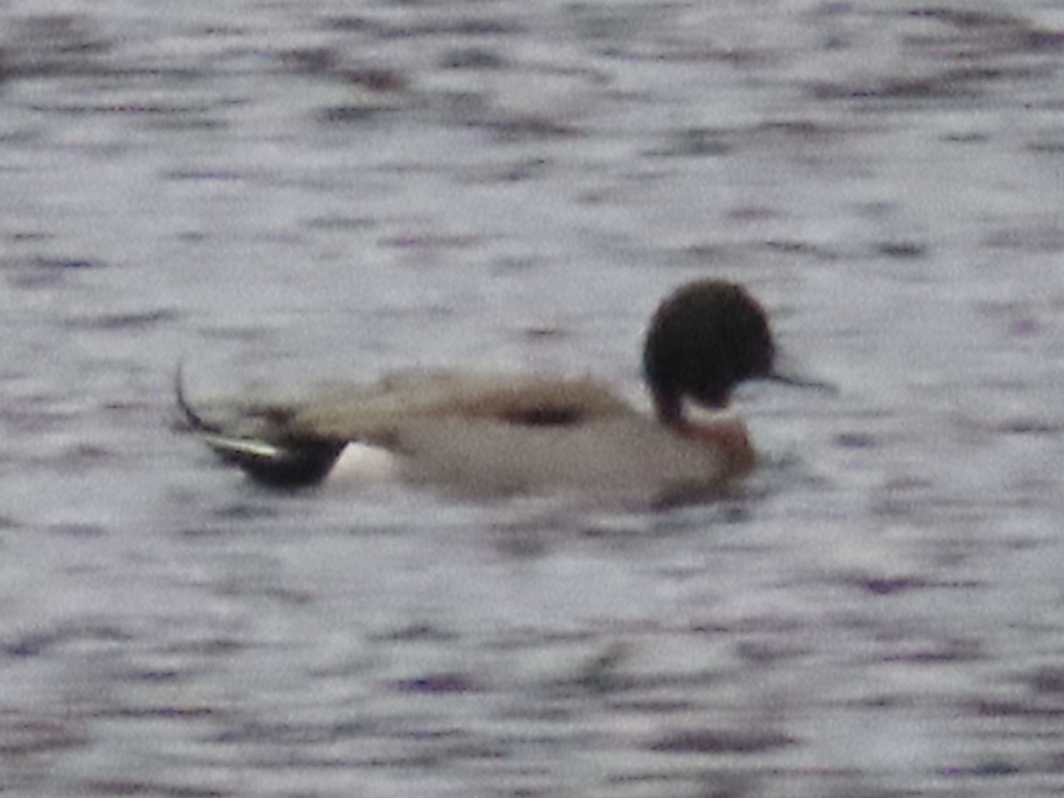 Mallard x Northern Pintail (hybrid) - ML646191910