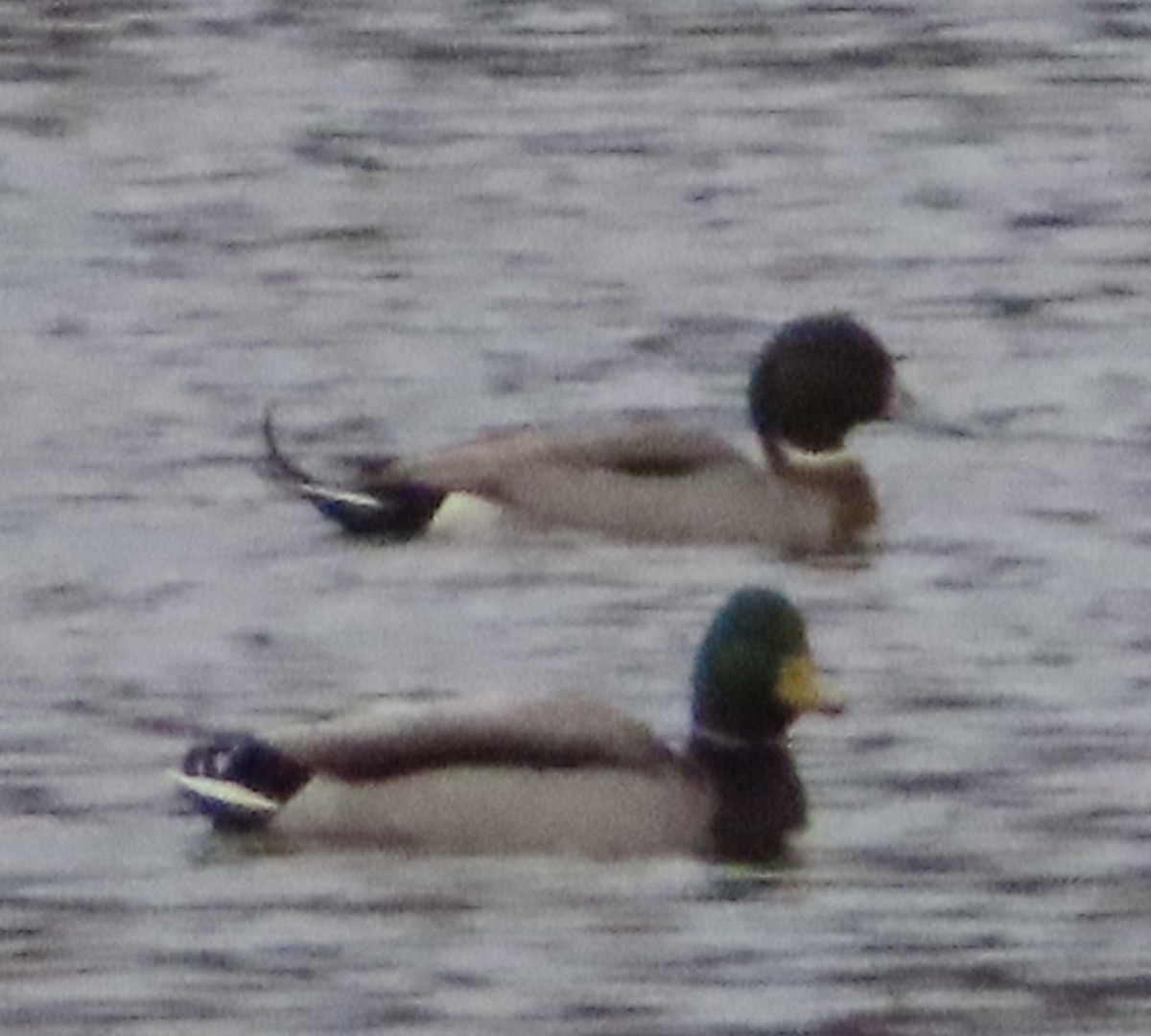 Mallard x Northern Pintail (hybrid) - ML646191911