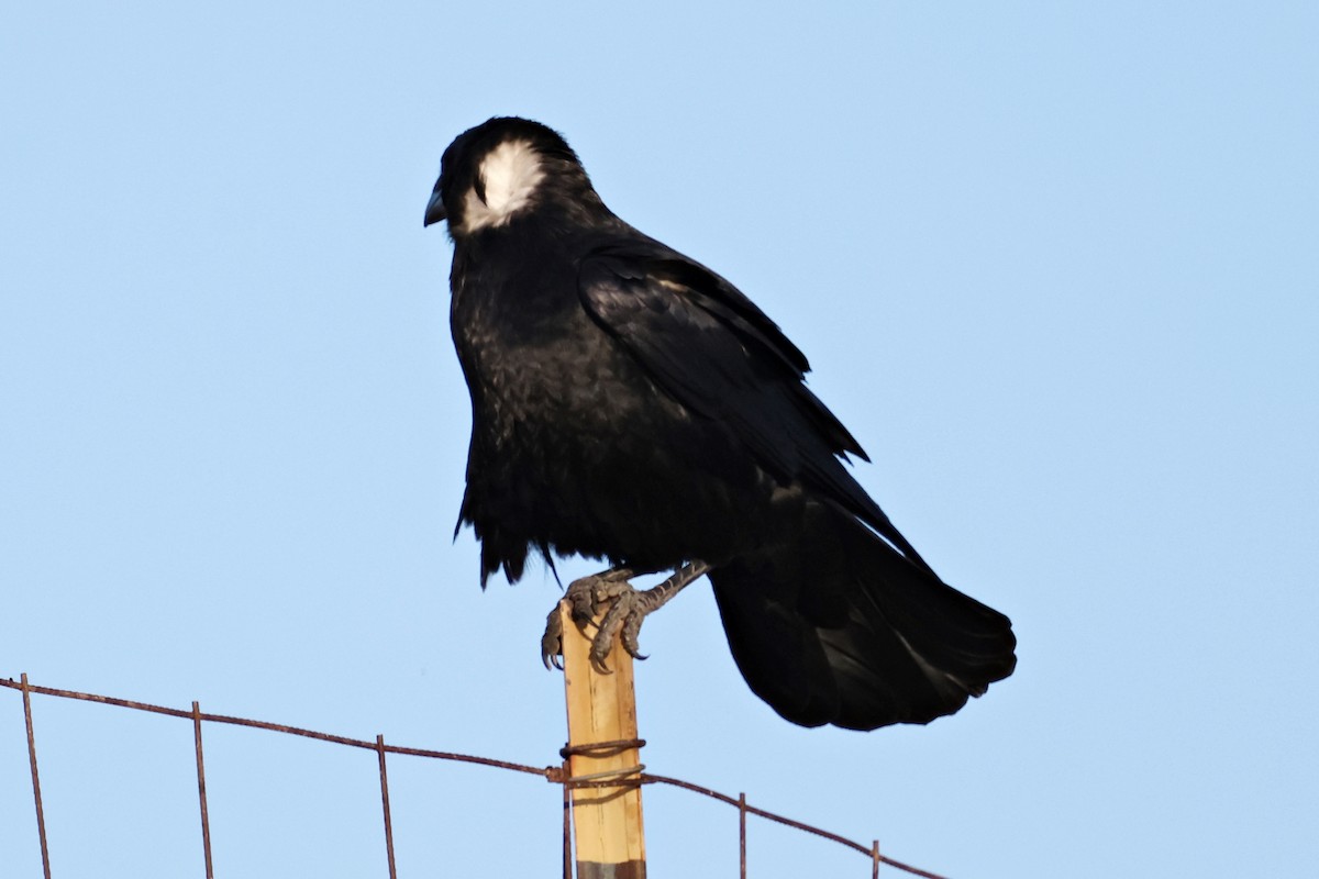 Chihuahuan Raven - ML646191912