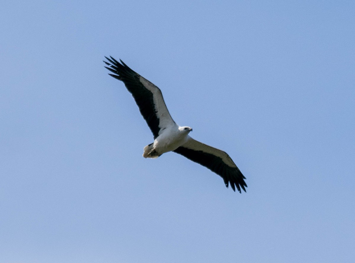 White-bellied Sea-Eagle - ML646191913