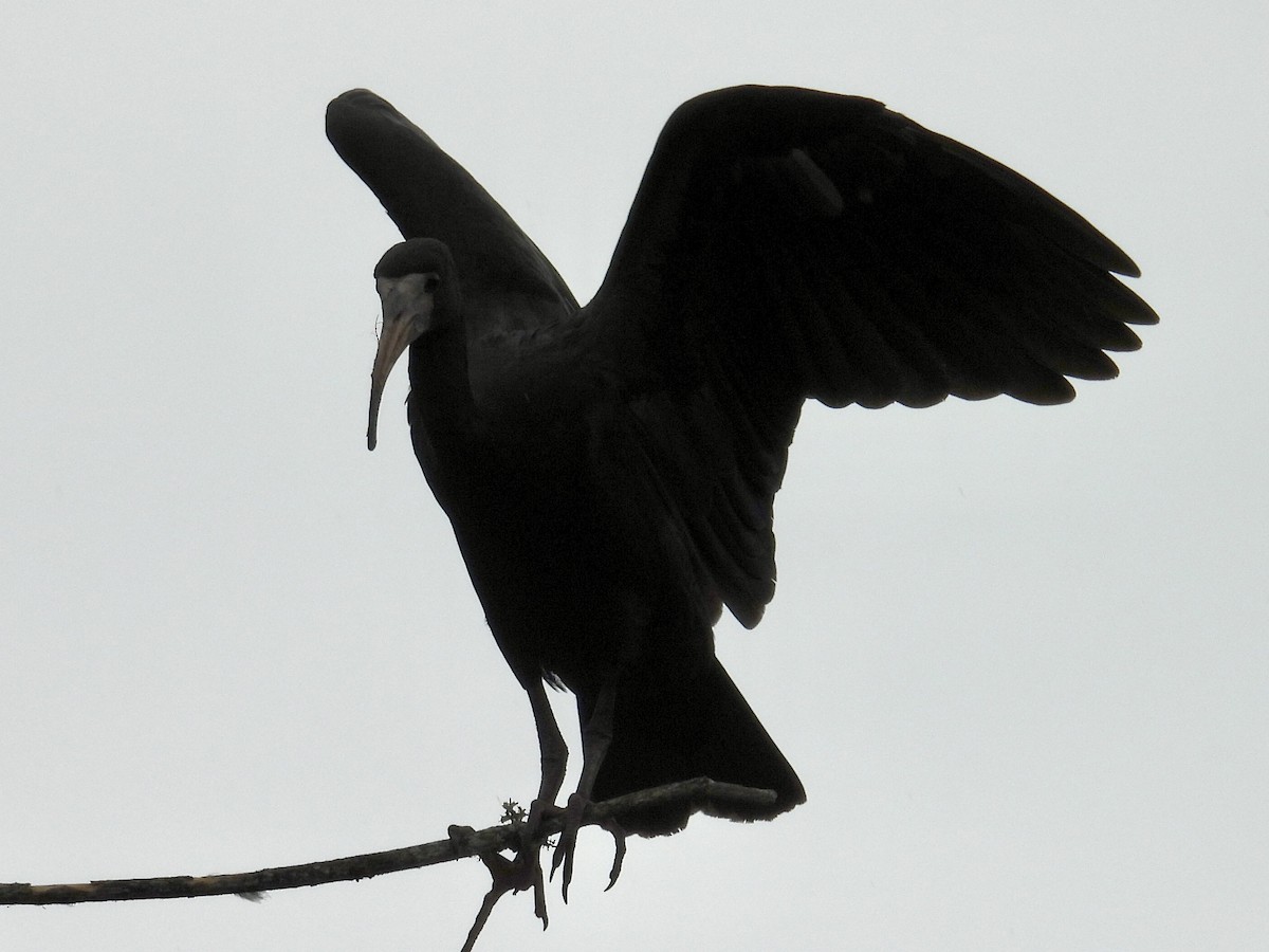 Bare-faced Ibis - ML646191915