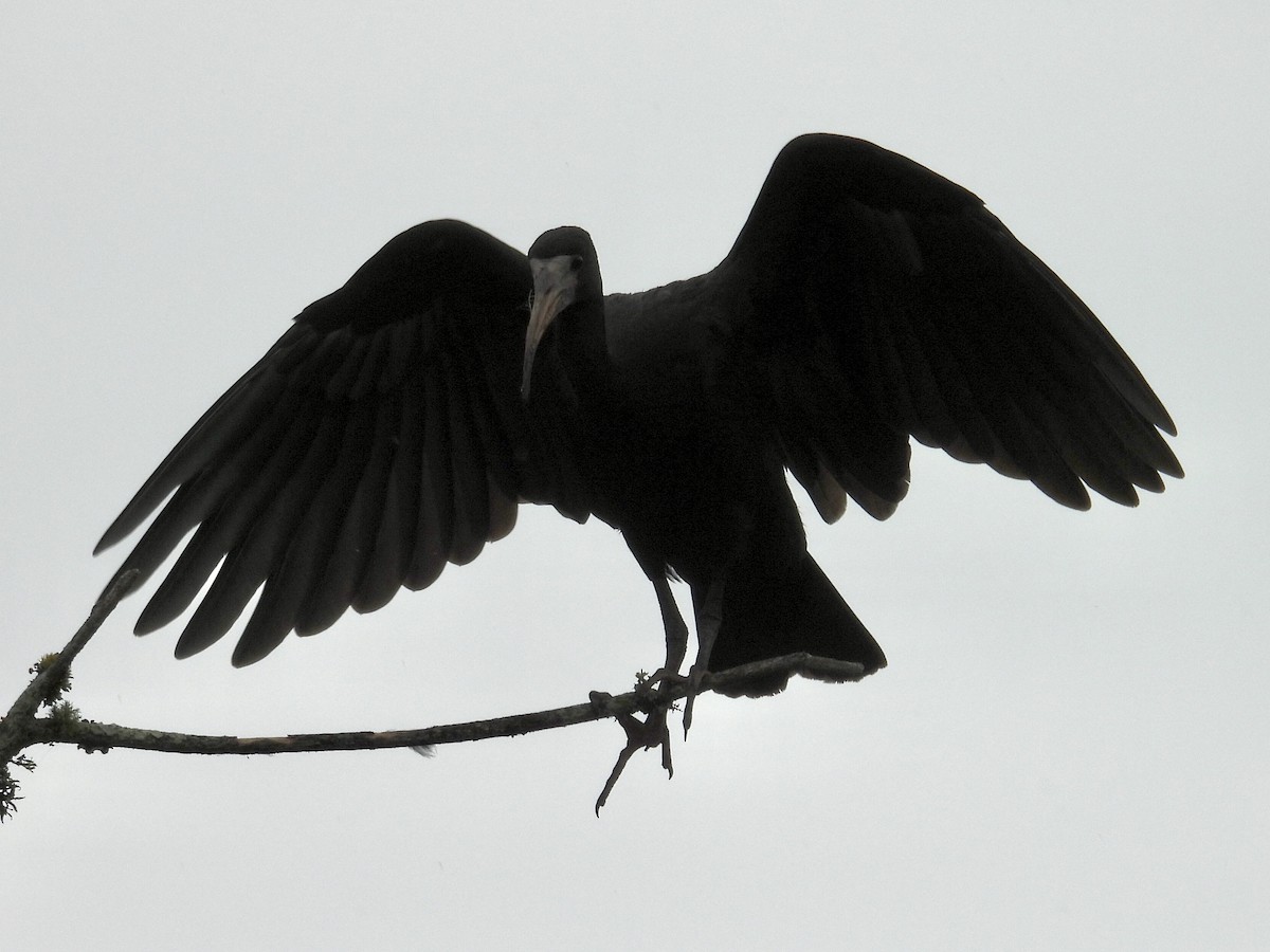Bare-faced Ibis - ML646191916