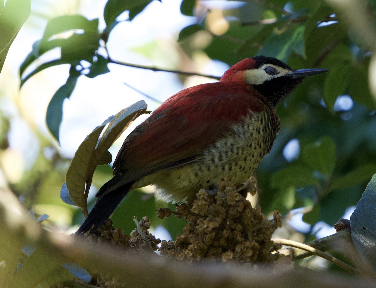 Crimson-mantled Woodpecker - ML646191920