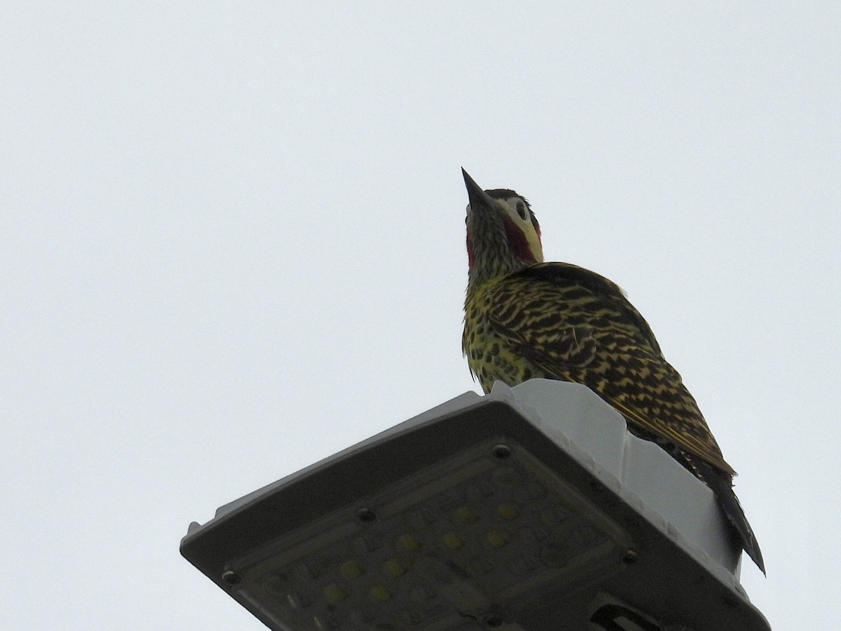 Grünbindenspecht - ML646191922