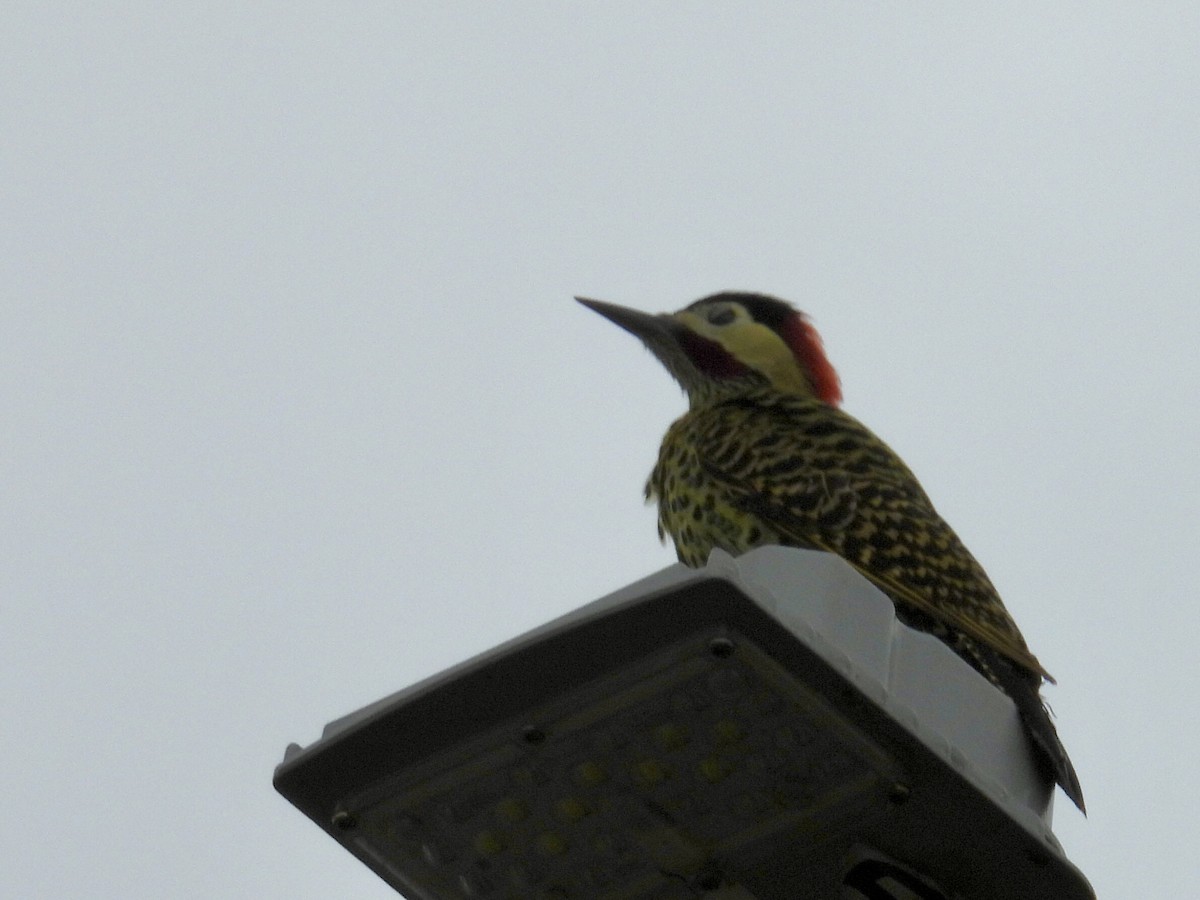 Grünbindenspecht - ML646191923