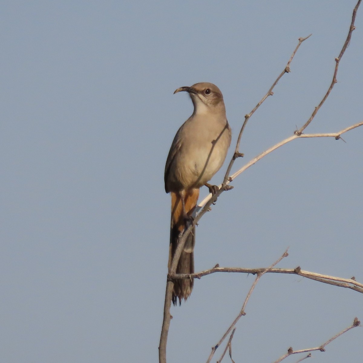 LeConte's Thrasher - ML646191925