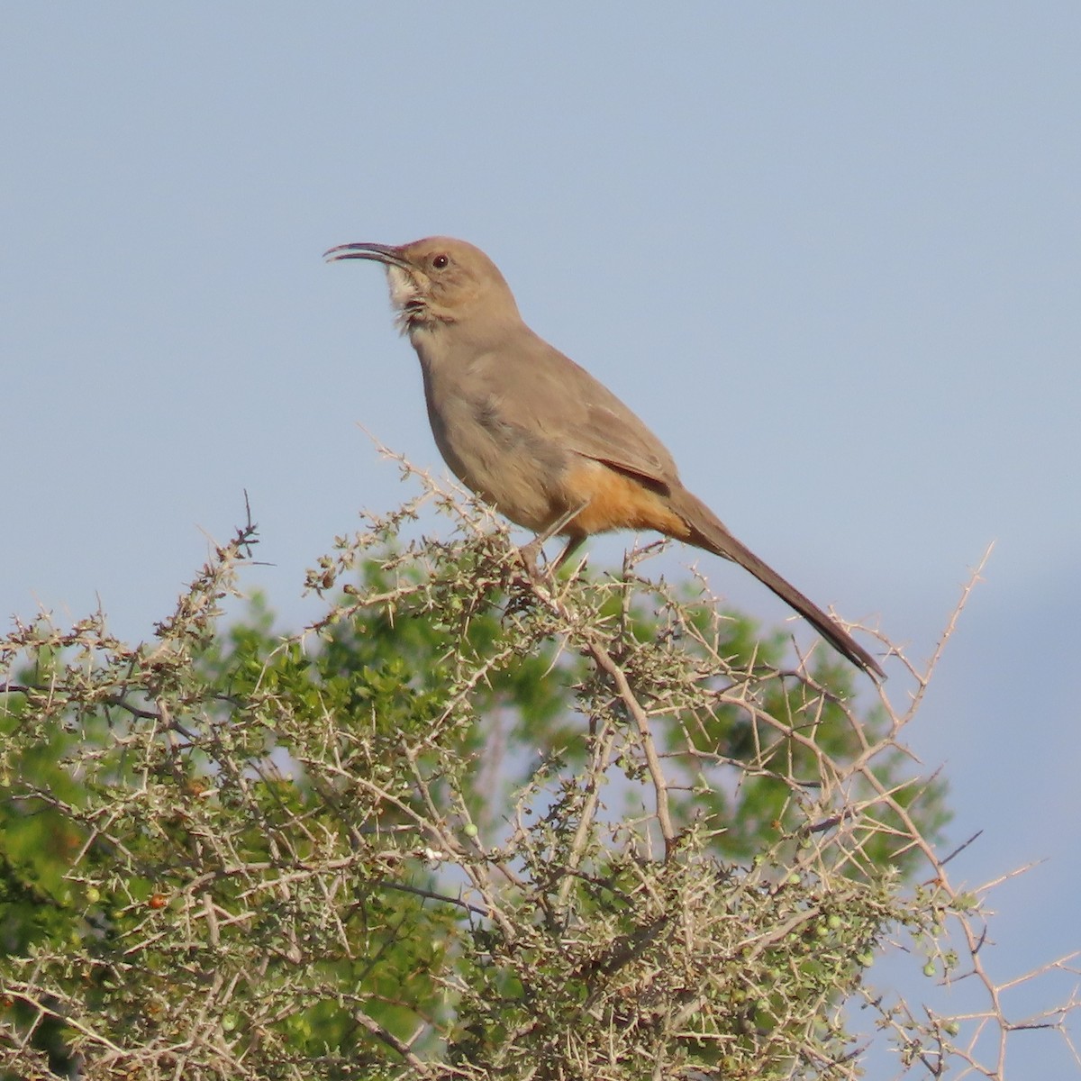 LeConte's Thrasher - ML646191926
