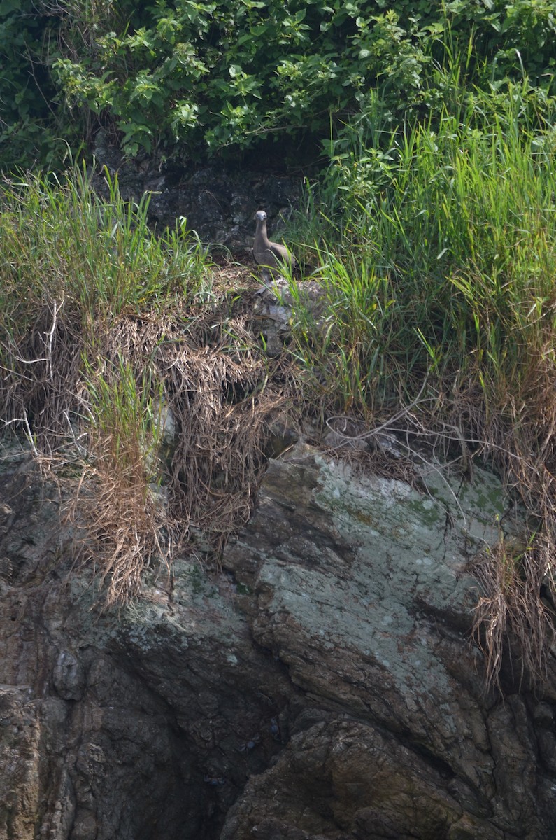 Fou des Cocos - ML646191930