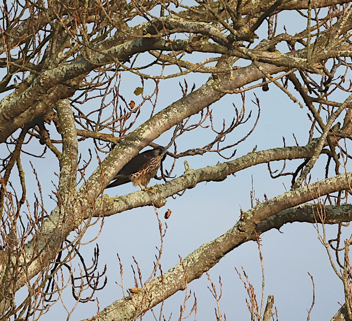 Peregrine Falcon - ML646191933