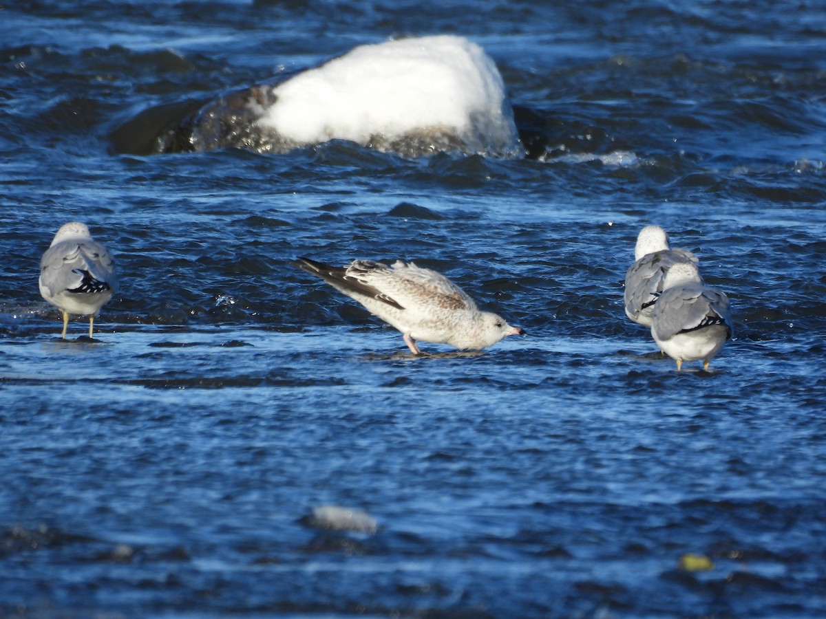 Ring-billed Gull - ML646191934