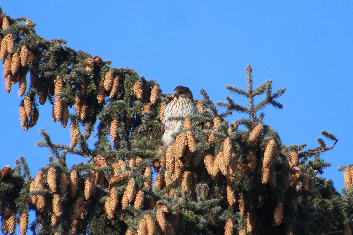 Cooper's Hawk - ML646191935