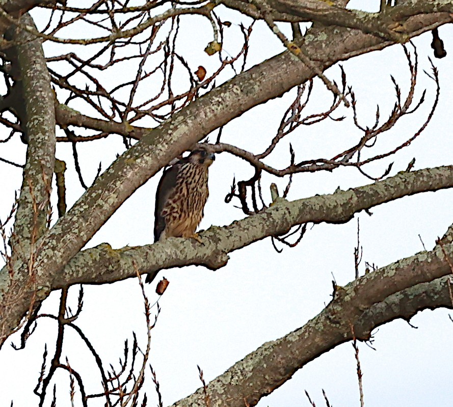 Peregrine Falcon - ML646191941