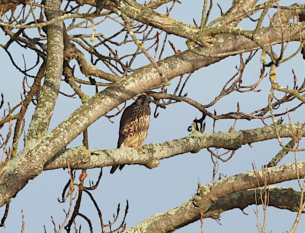 Peregrine Falcon - ML646191943
